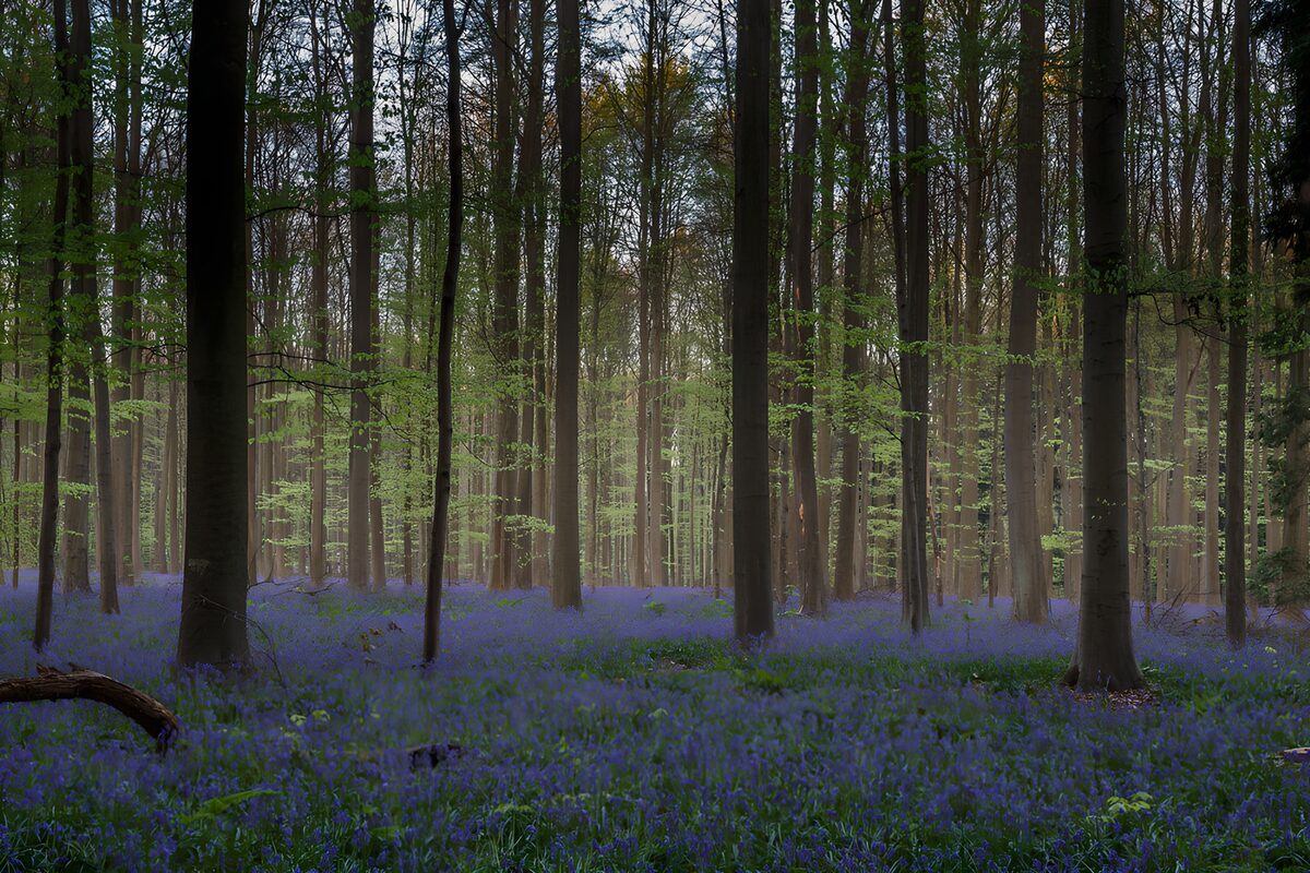 Voorjaarsbos vol blauwe bloemen