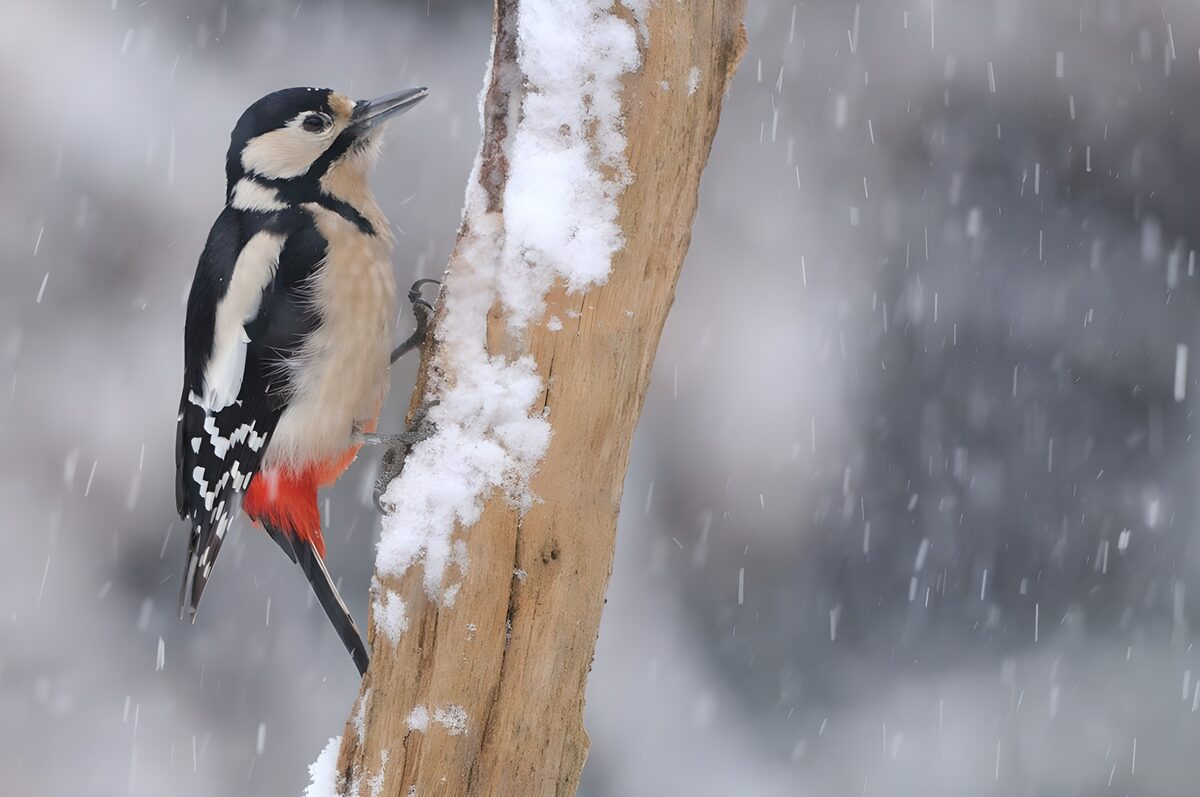 Grote bonte specht in de sneeuw
