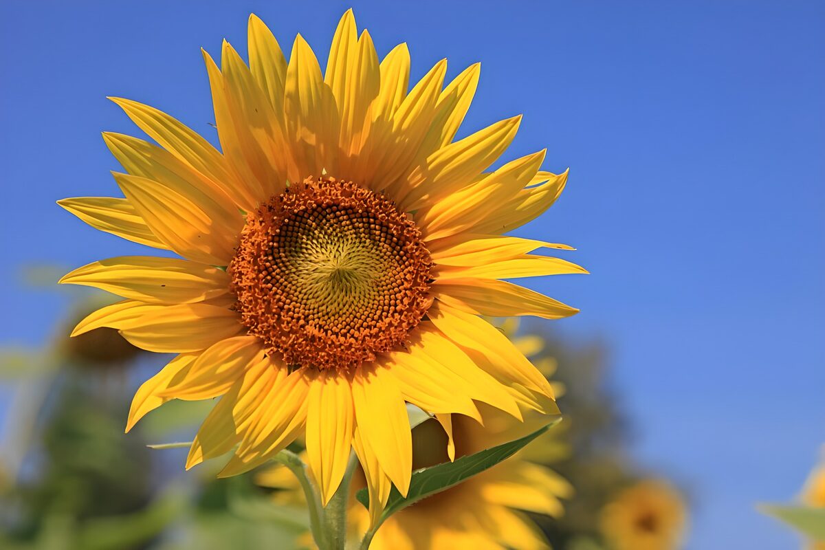 Gele zonnebloem in helder daglicht