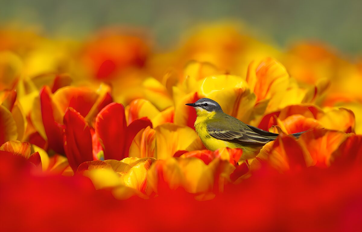 Gele kwikstaart tussen vurige tulpen