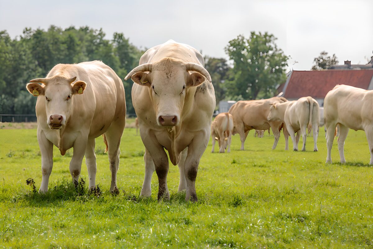 Twee lichte stieren in de wei