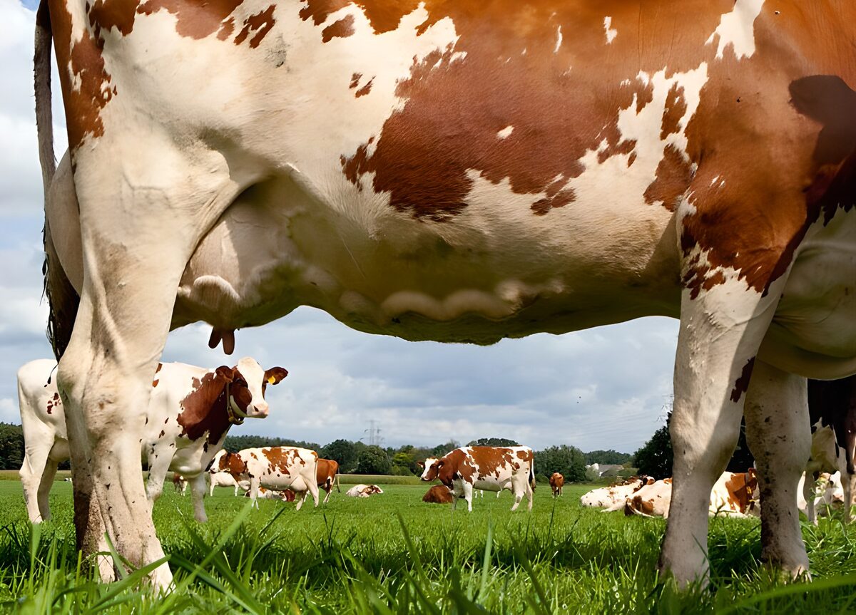 Roodbonte koeien vanuit het gras