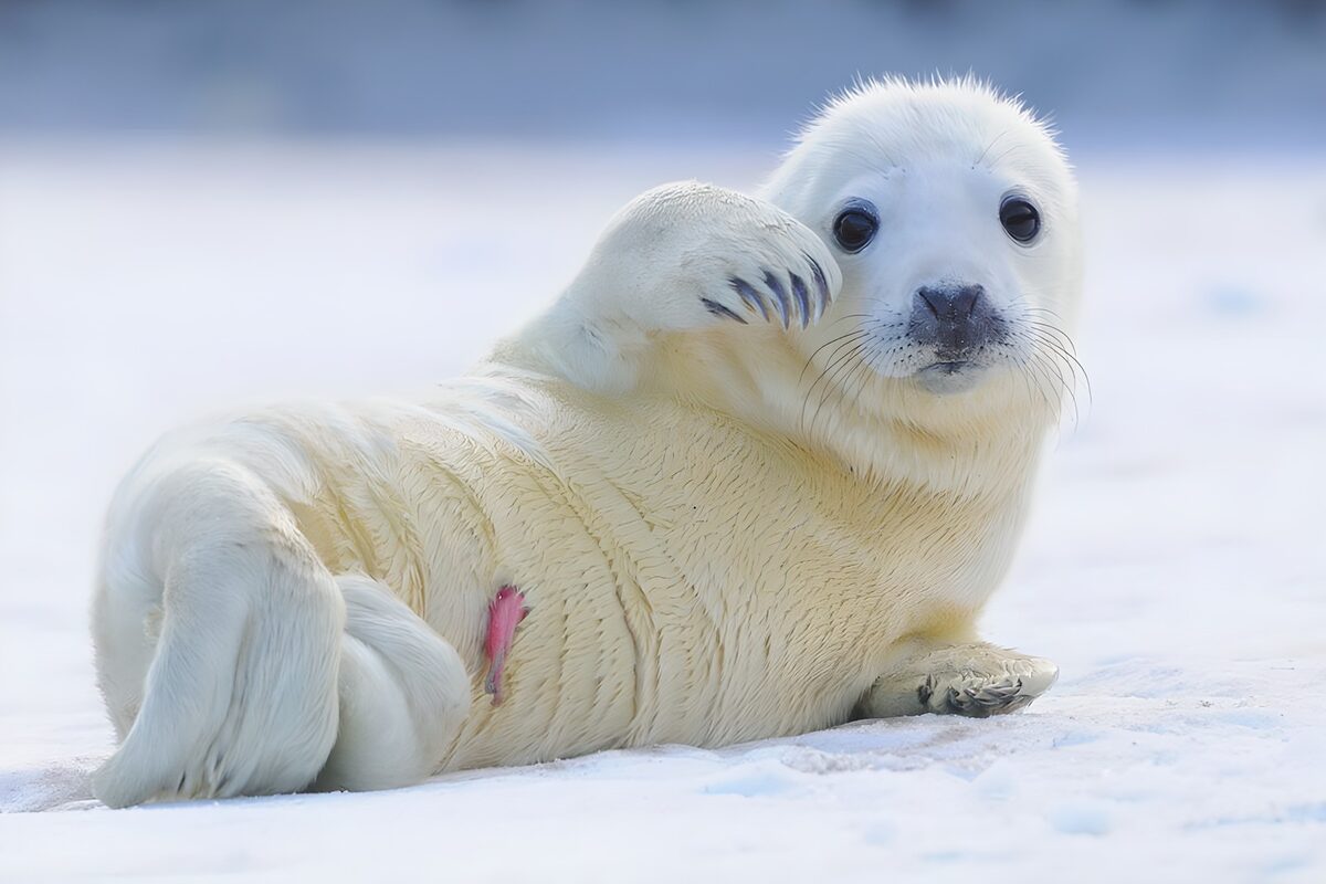 Witte zeehondenpup op een bed van sneeuw