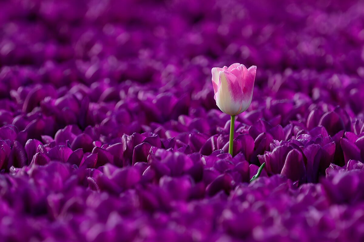 Roze tulp tussen paarse tulpen