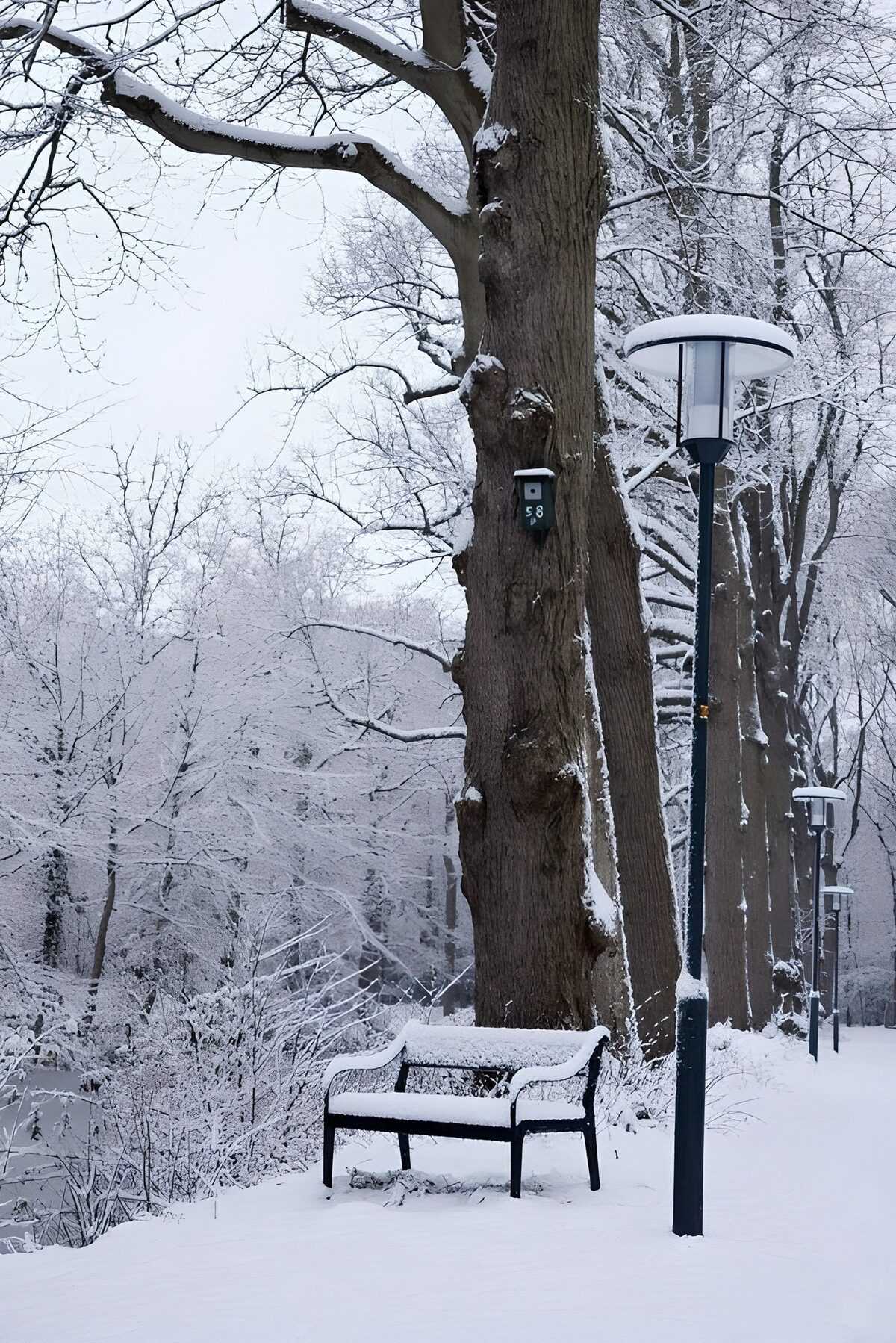 Besneeuwde bank bij boom en lantaarn