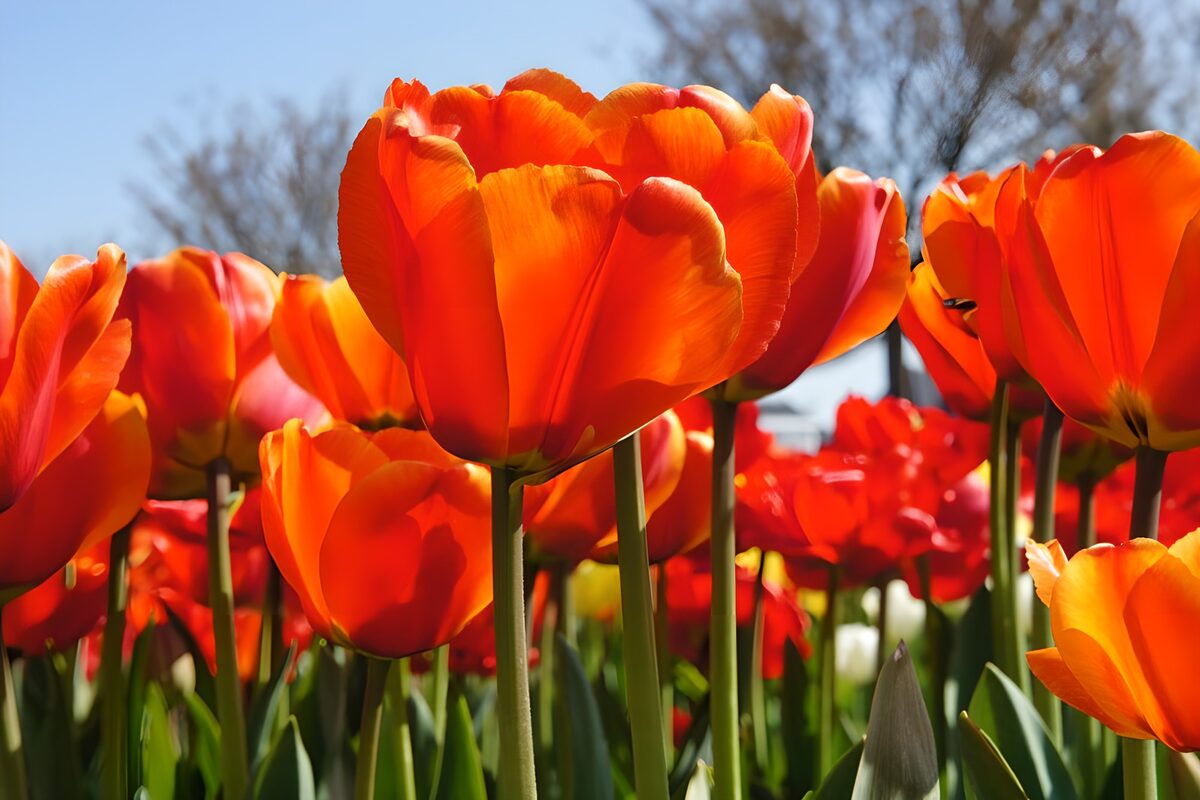Oranjerode tulpen in de lentezon