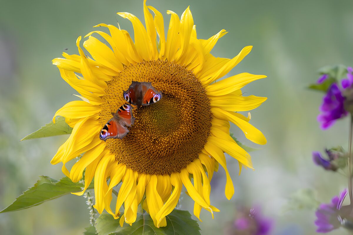 Zonnebloem met twee dagpauwogen