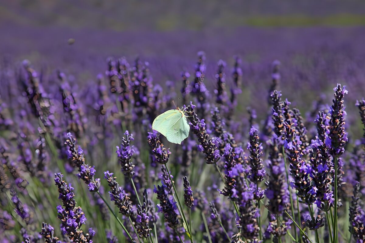 Citroenvlinder op paarse lavendel