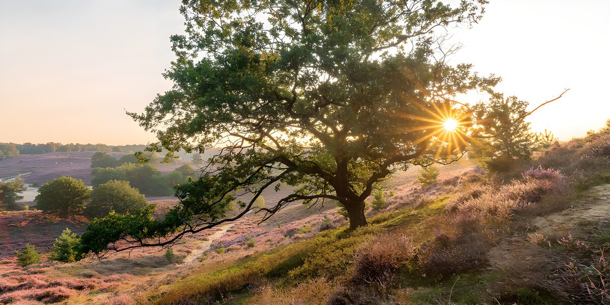De heide draagt een kroon van zonlicht