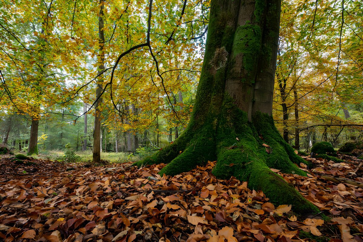 Herfstbos met mos op stam en wortels