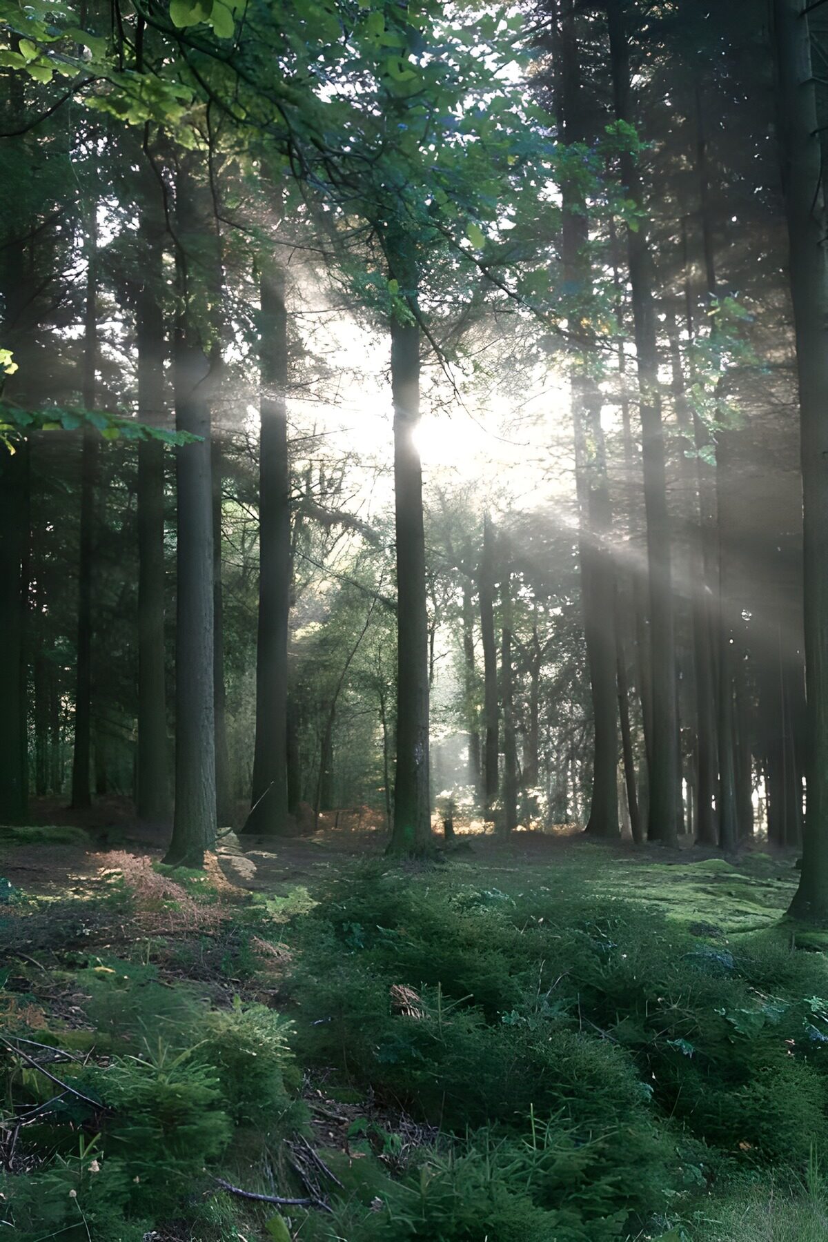 Zonnestralen tussen hoge bosstammen
