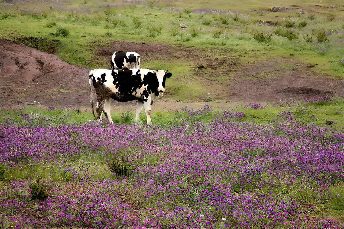 Twee koeien tussen paarse bloemen