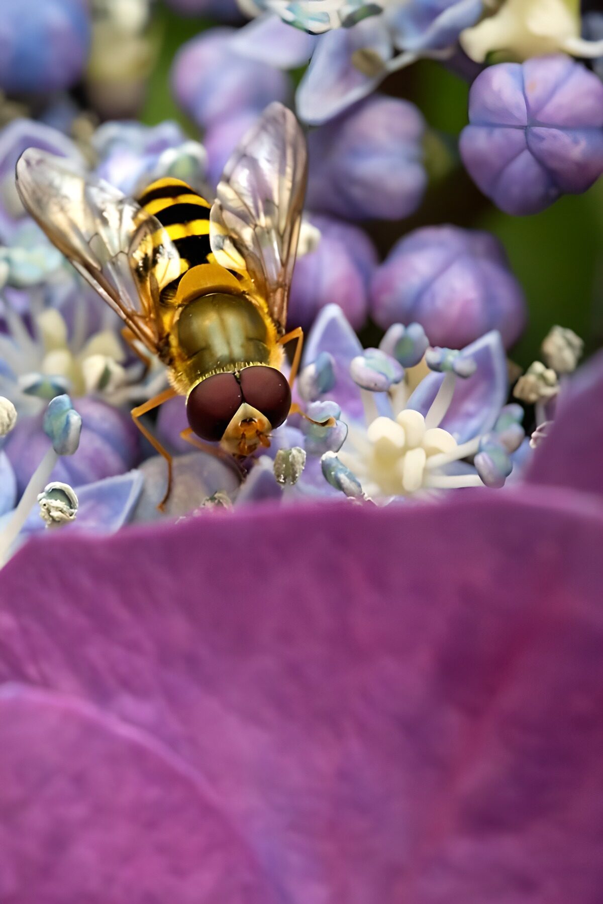 Zweefvlieg op een lila hortensia