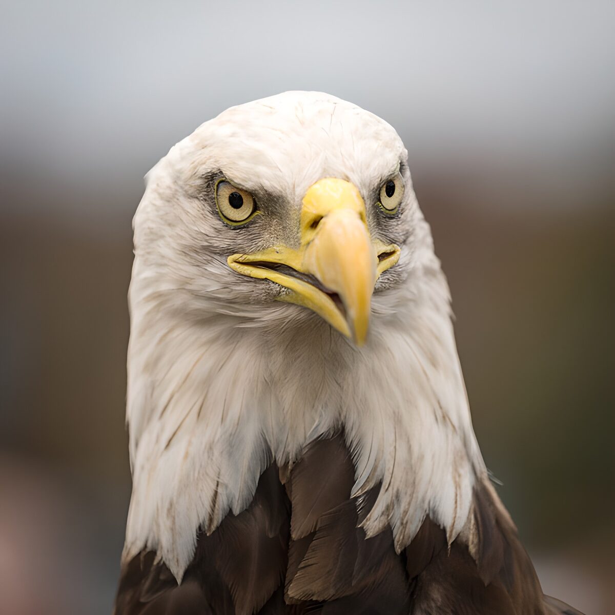 Amerikaanse zeearend met scherpe blik