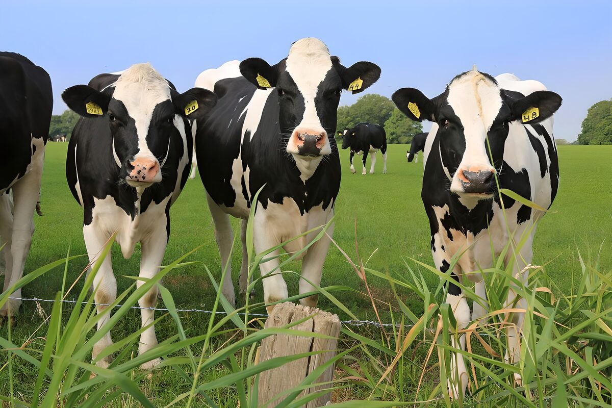 Drie koeien aan het weidehek