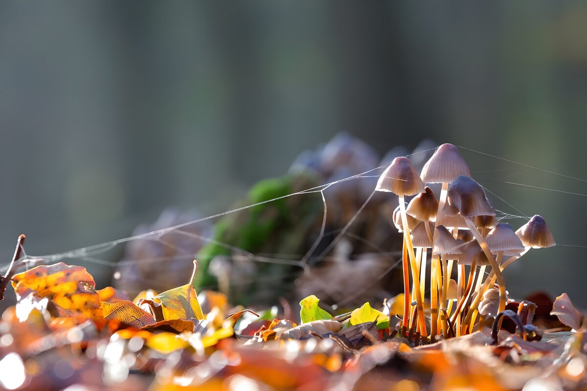 Paddenstoelen tussen herfstbladeren
