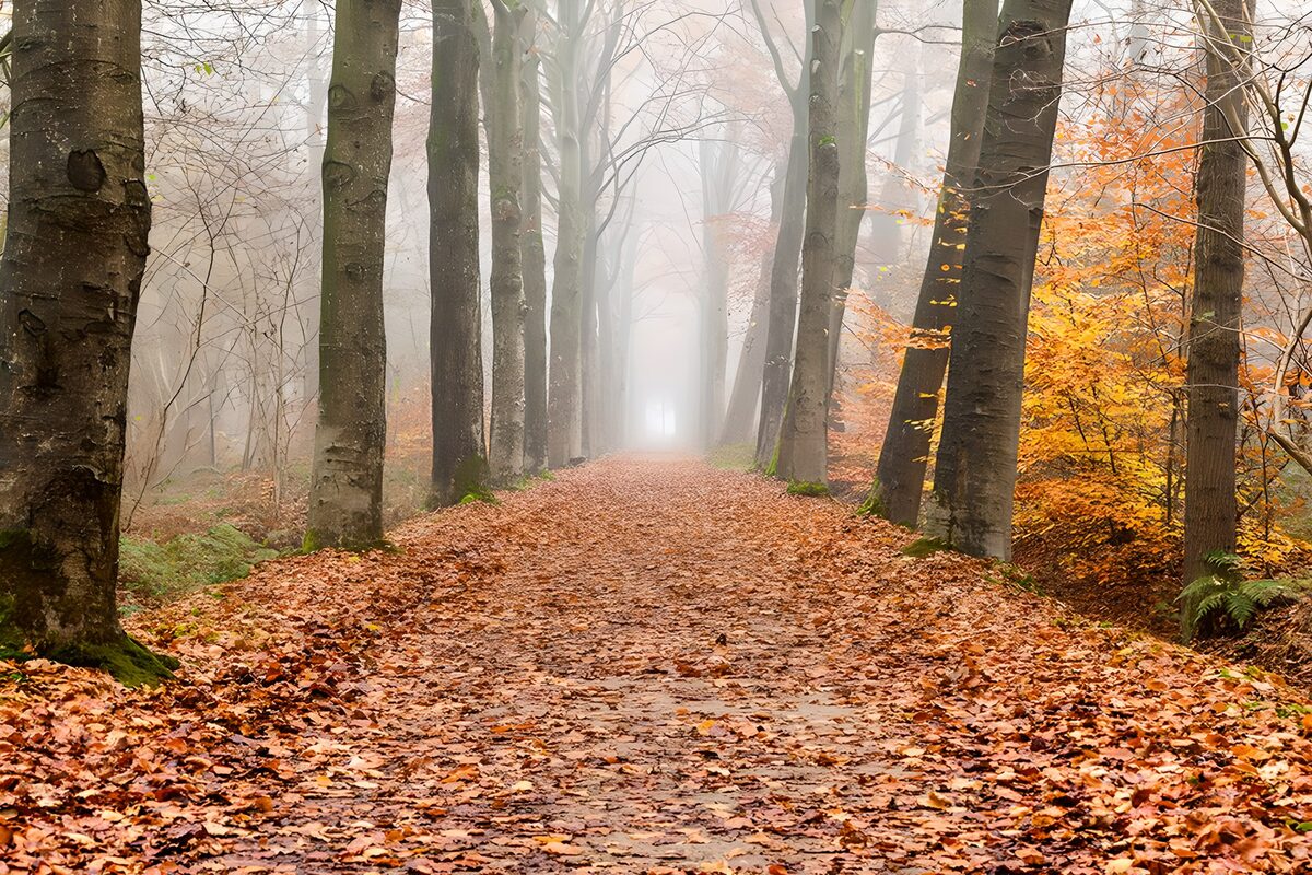 Herfstlaan gehuld in mist