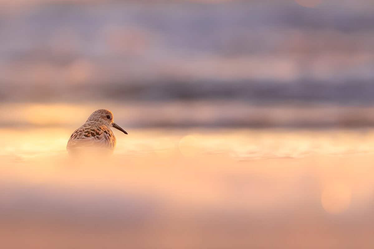 Strandloper in goudkleurig water