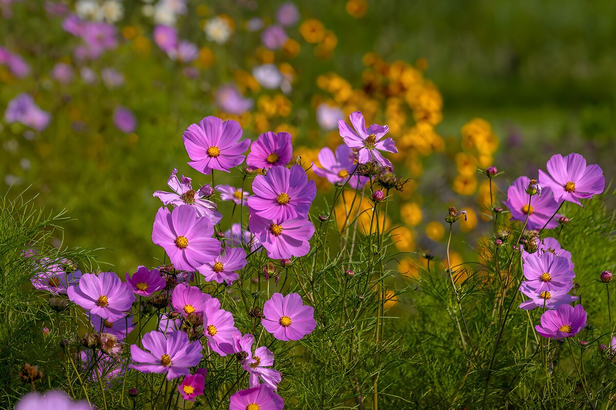 Roze cosmea in het zonlicht