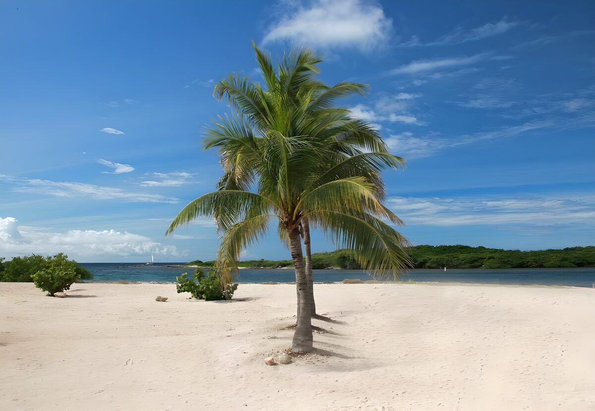 Twee palmen aan een zonnig strand
