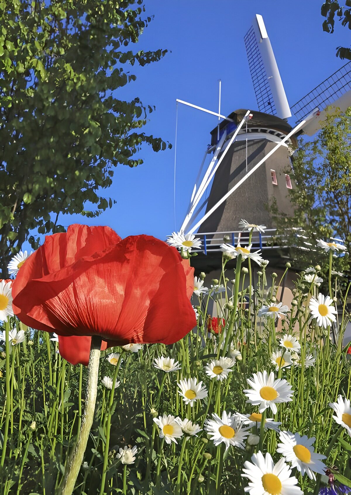Molen met klaproos en witte bloemen