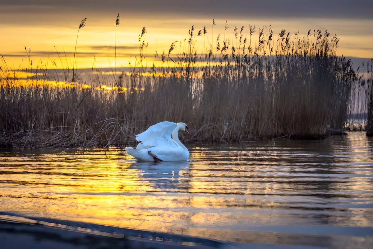 Zwaan in goudgeel avondlicht