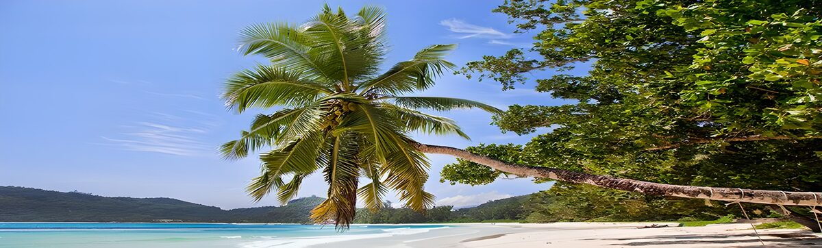 Tropisch strand met een scheve kokospalm
