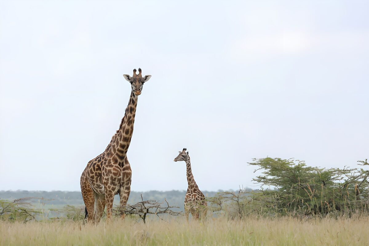 Giraffen in het hoge savannegras