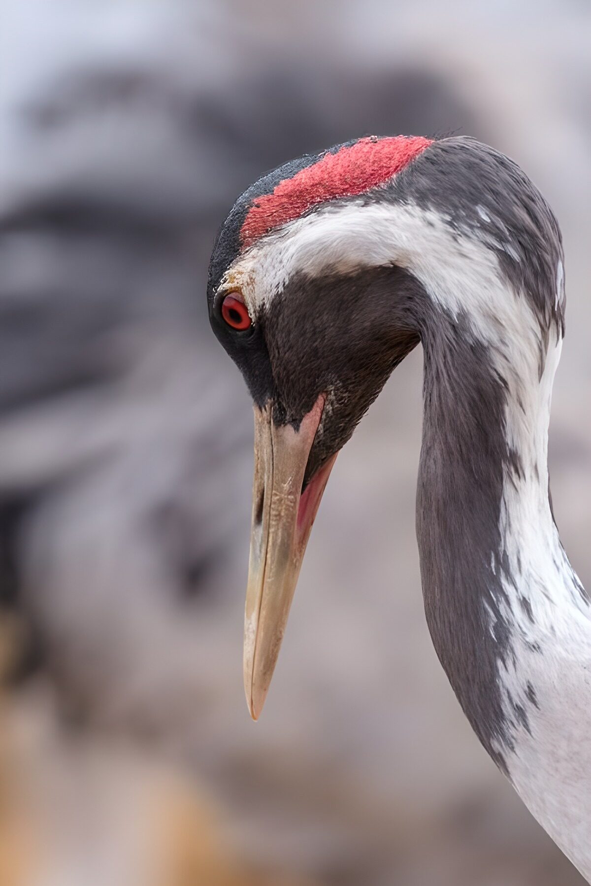 Kraanvogel met gebogen kop
