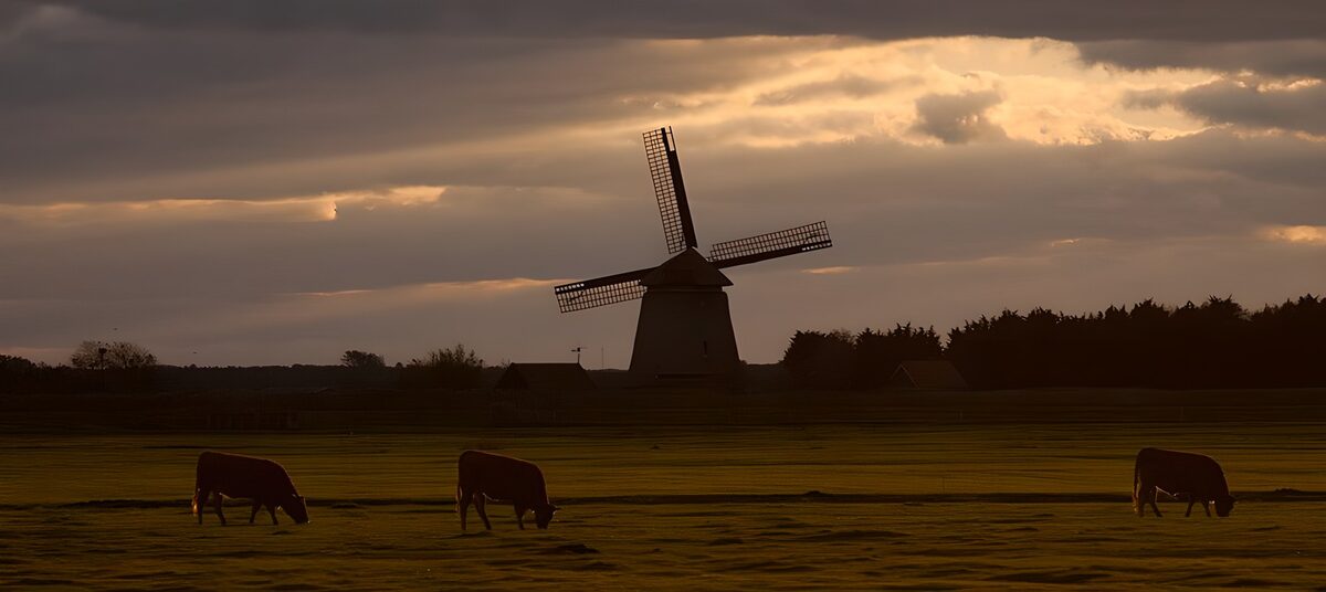 Koeien en een molen in avondlicht