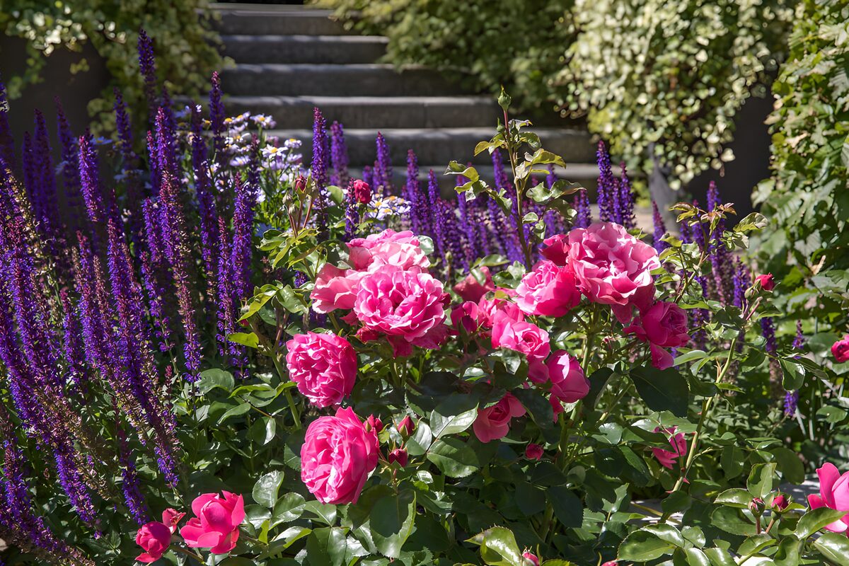 Roze rozen bij een zonnige tuintrap