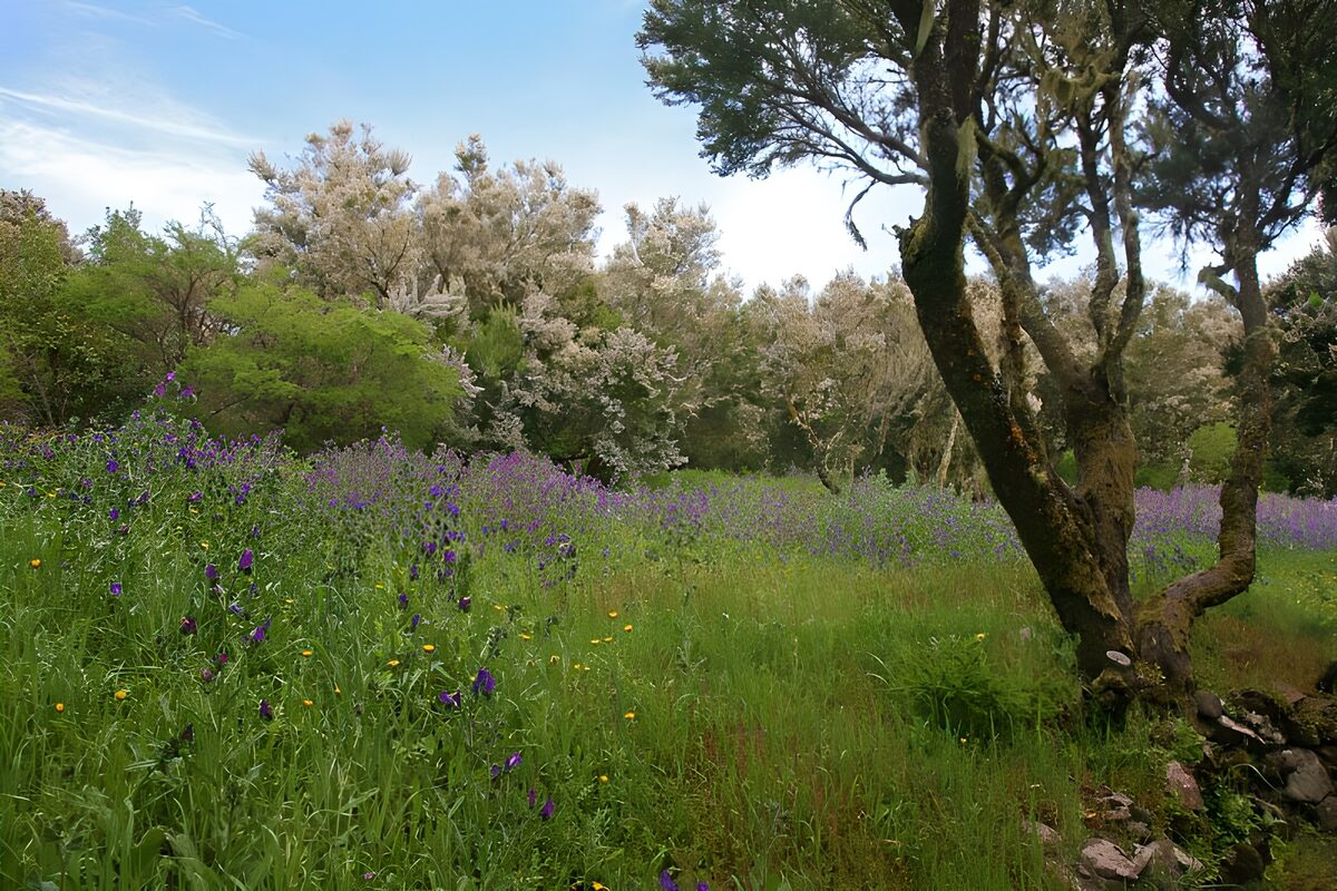 Bloemenweide met een knoestige boom