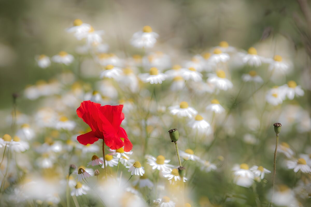 Rode klaproos tussen witte bloemen