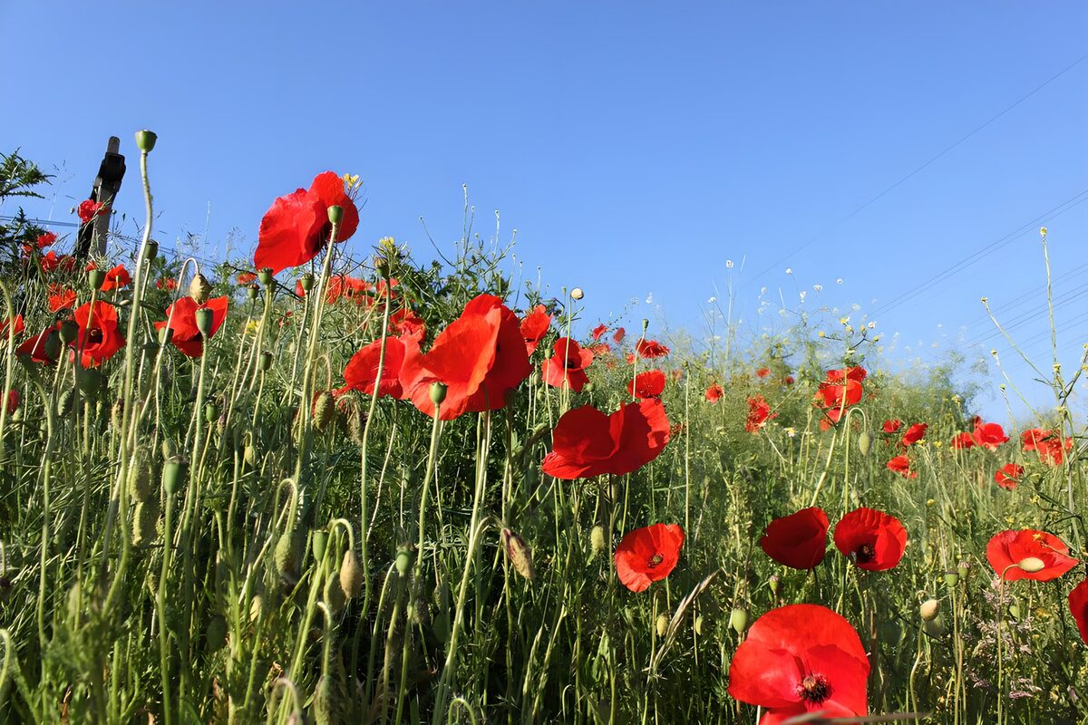 Klaprozen reiken naar het blauw
