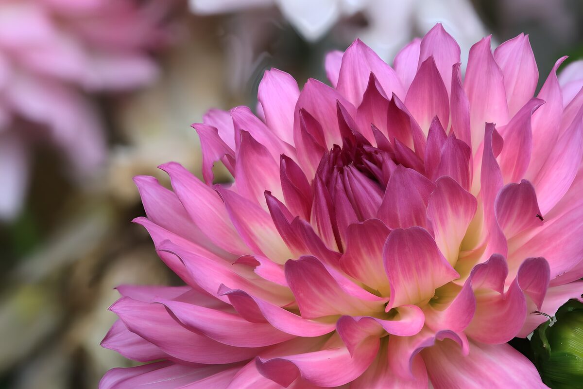 Roze dahlia van dichtbij