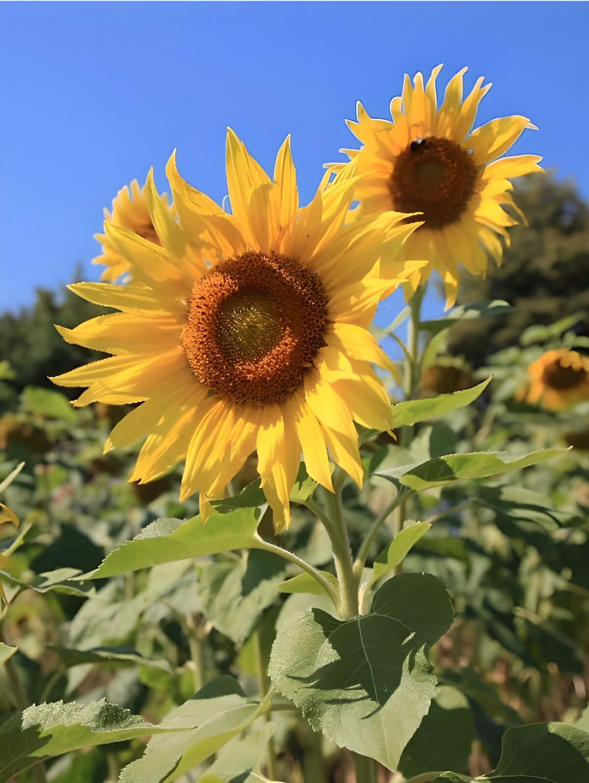 Zonnebloemen vangen het zomerlicht