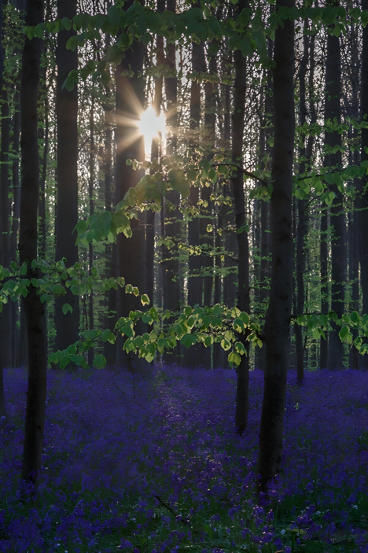 Zonlicht boven een blauw bloementapijt