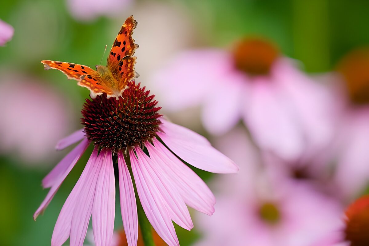 Gehakkelde aurelia op roze zonnehoed