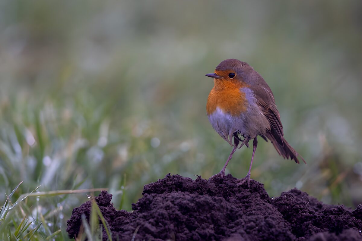 Roodborst op een donkere aardebult