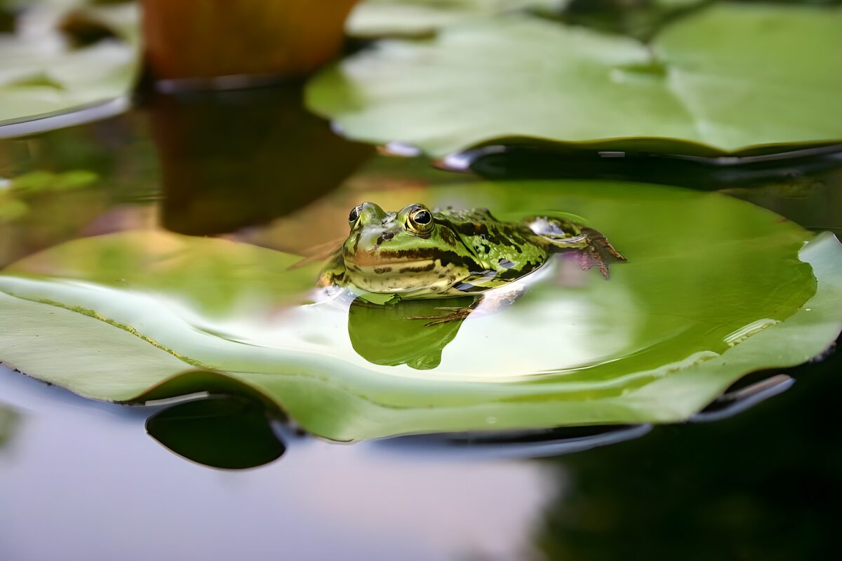 Kikker op een waterlelieblad