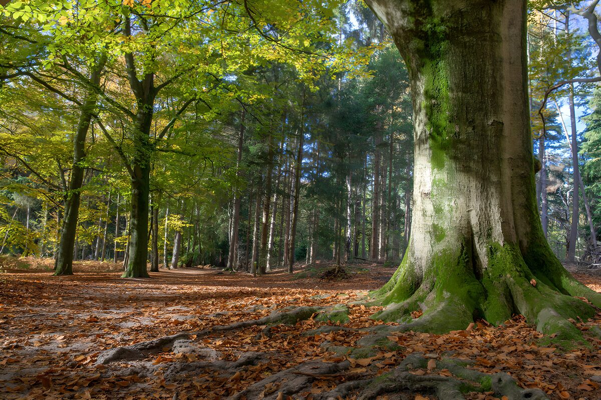 Herfstbos met een bemoste boomstam