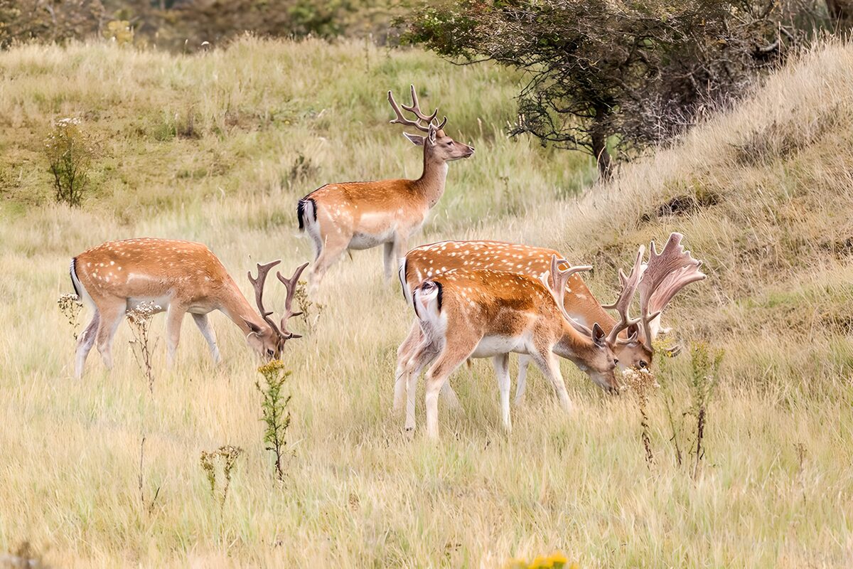 Vier damherten in het blonde gras