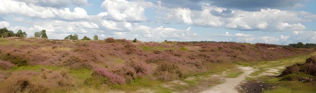 Bloeiende heide langs een zandpad