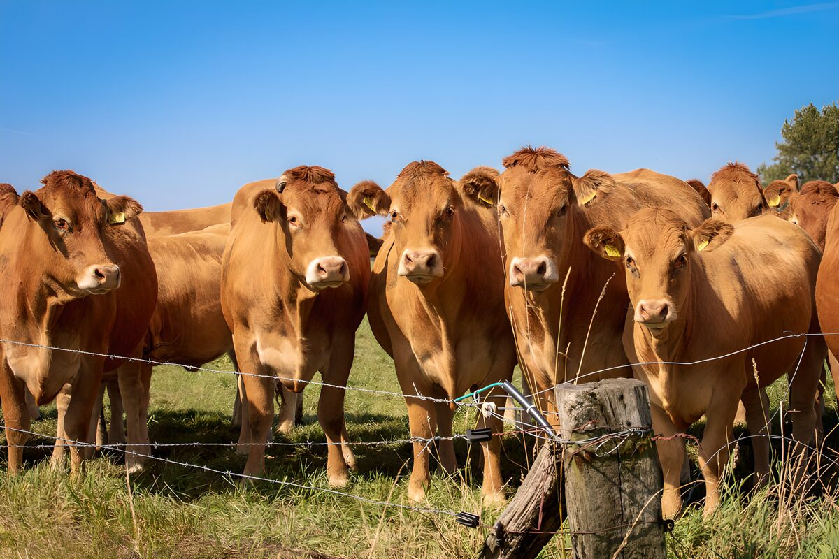 Bruine koeien achter het prikkeldraad