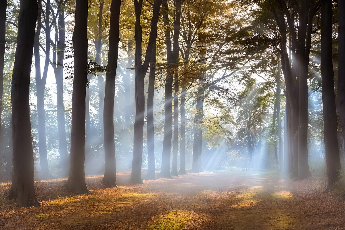 Herfstbos met een pad vol zonlicht