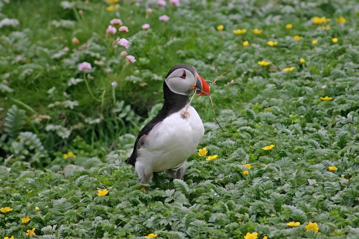 Papegaaiduiker in een frisse bloemenweide
