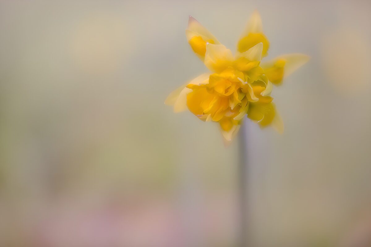 Gele narcis in zachte focus