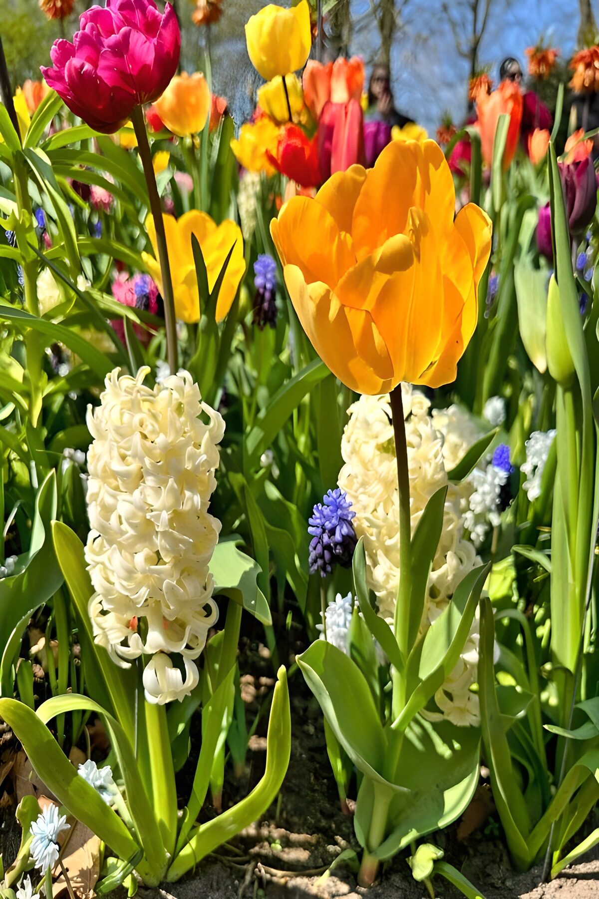 Gele tulpen en witte hyacinten in de zon