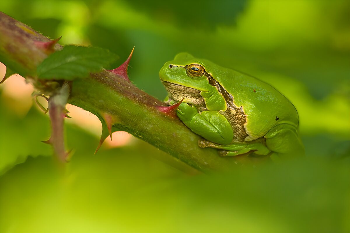 Groene boomkikker op een stekelige tak