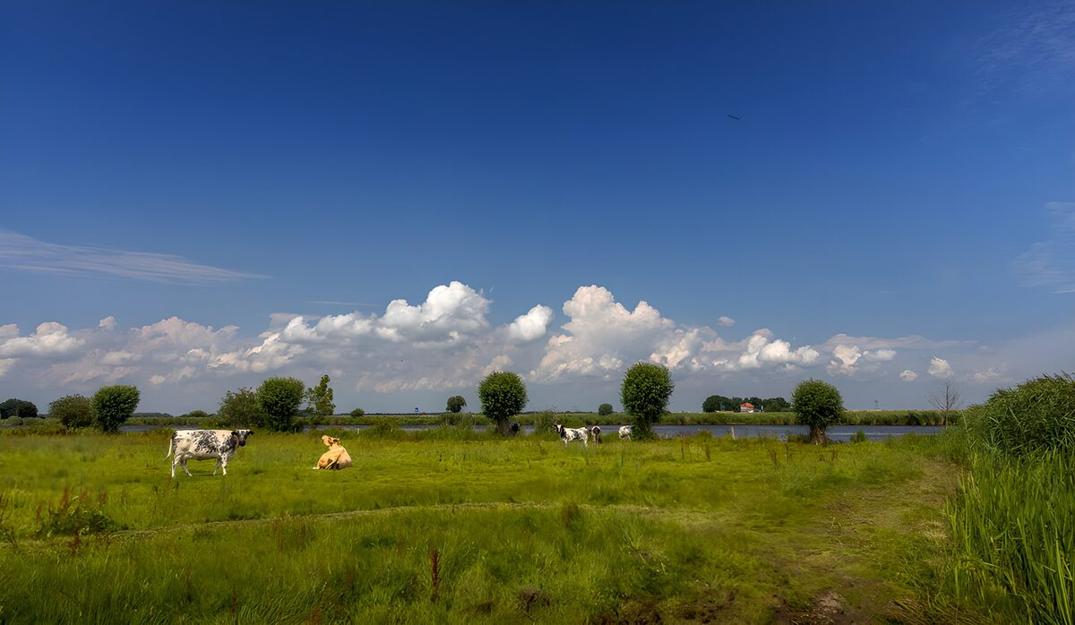 Koeien in de wei onder een blauwe lucht